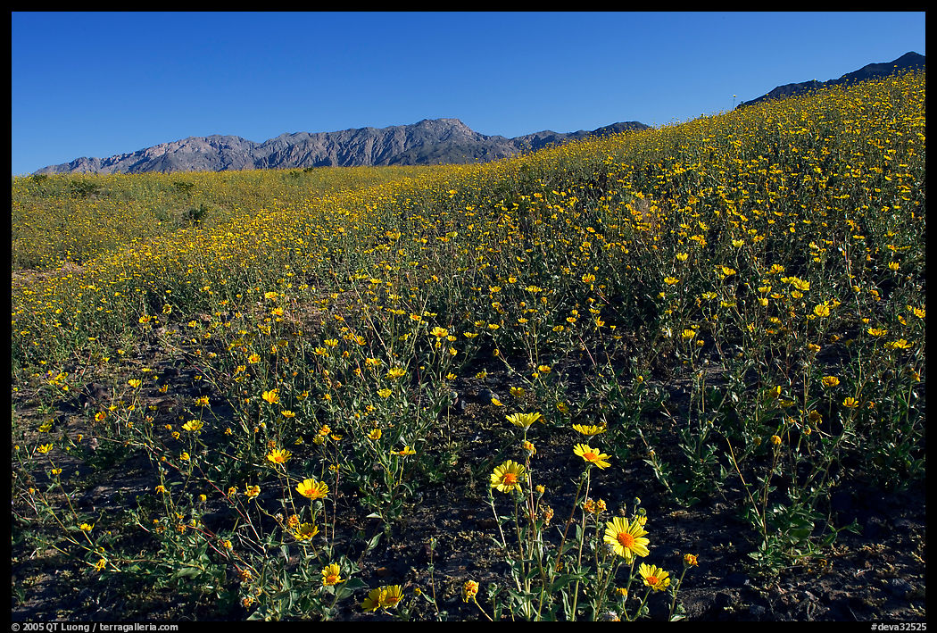 Slopes covered by thick Desert Gold flowers and mountains, Ashford Mill area, early morning. Death Valley National Park, California, USA.