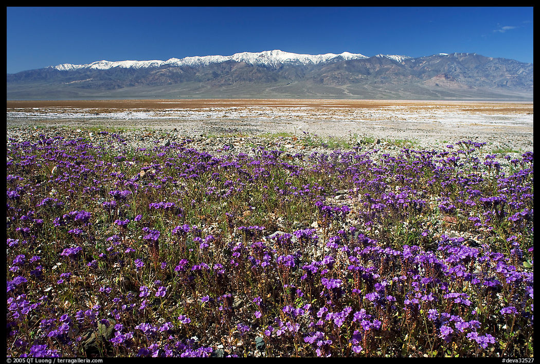 Purple Phacelia and Panamint Range, morning. Death Valley National Park, California, USA.