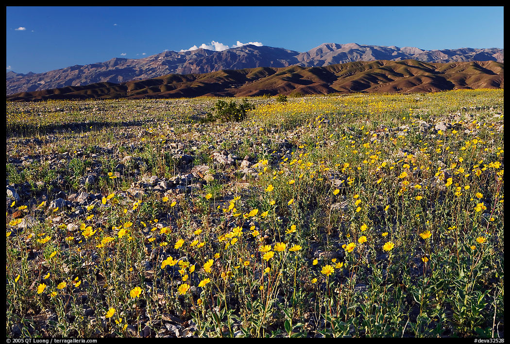 Desert Gold and badlands, afternoon. Death Valley National Park, California, USA.