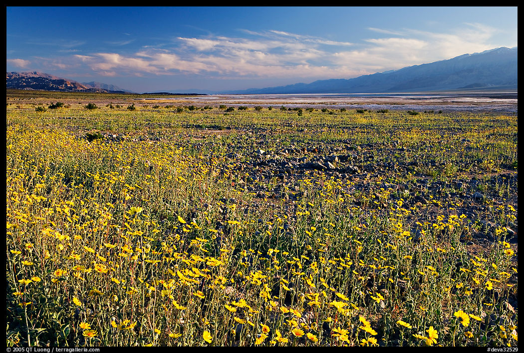 Valley and rare desert blooms, late afternoon. Death Valley National Park, California, USA.