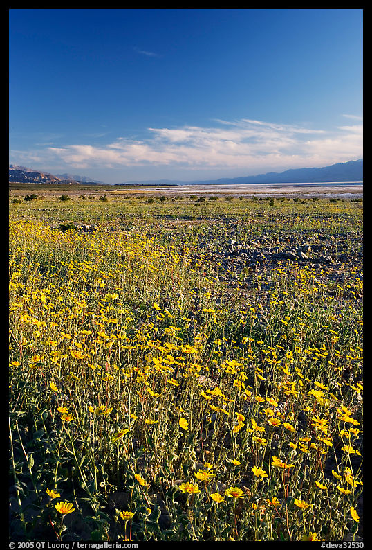 Valley and rare carpet of Desert Gold wildflowers, late afternoon. Death Valley National Park, California, USA.