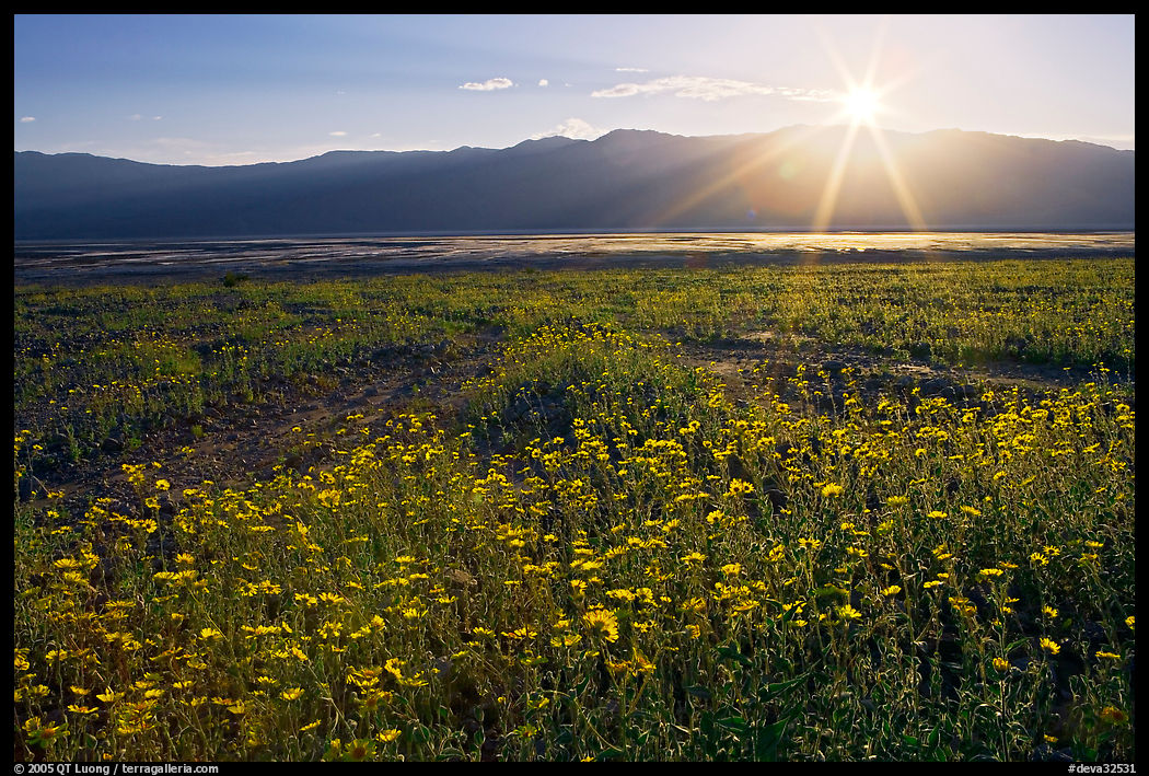 Desert wildflowers and sun, late afternoon. Death Valley National Park, California, USA.
