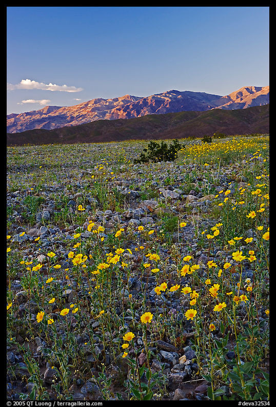Desert blooms and distant mountains, sunset. Death Valley National Park, California, USA.