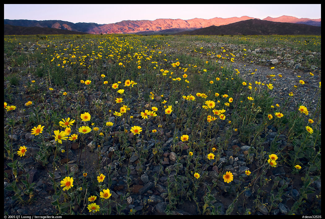 Desert Gold flowers and mountains, sunset. Death Valley National Park, California, USA.