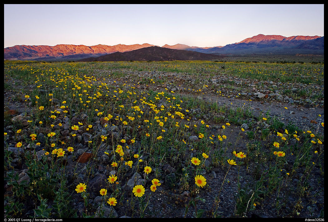 Rare desert wildflower bloom and mountains, sunset. Death Valley National Park, California, USA.