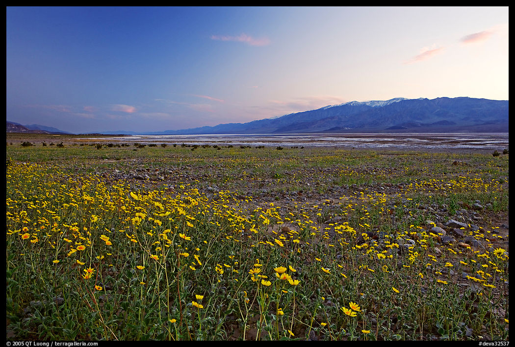 Valley and Desert Gold wildflowers, sunset. Death Valley National Park, California, USA.