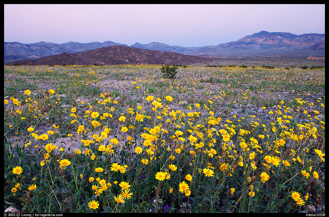 Yellow wildflowers and mountains, dusk. Death Valley National Park, California, USA.