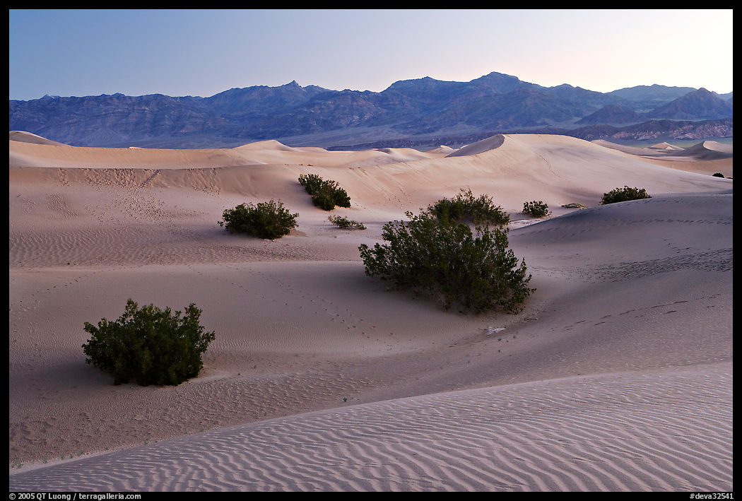 Mesquite bushes and sand dunes, dawn. Death Valley National Park, California, USA.