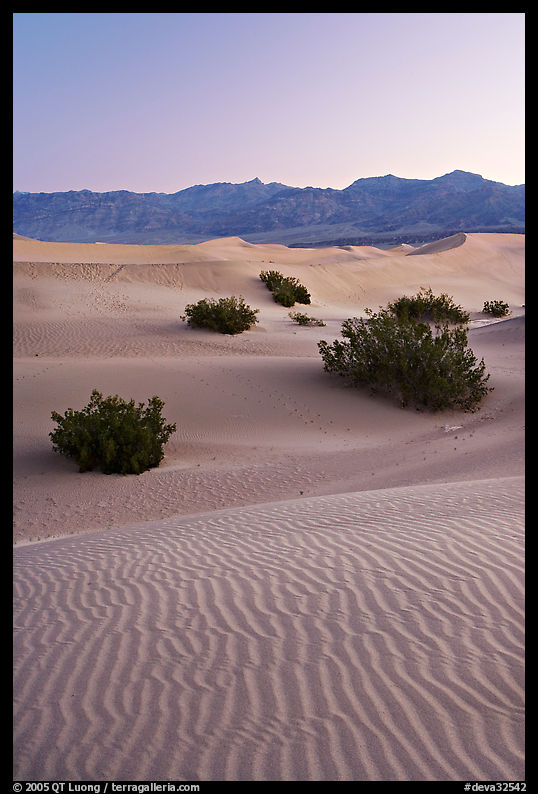 Ripples, mesquite on sand dunes, dawn. Death Valley National Park, California, USA.