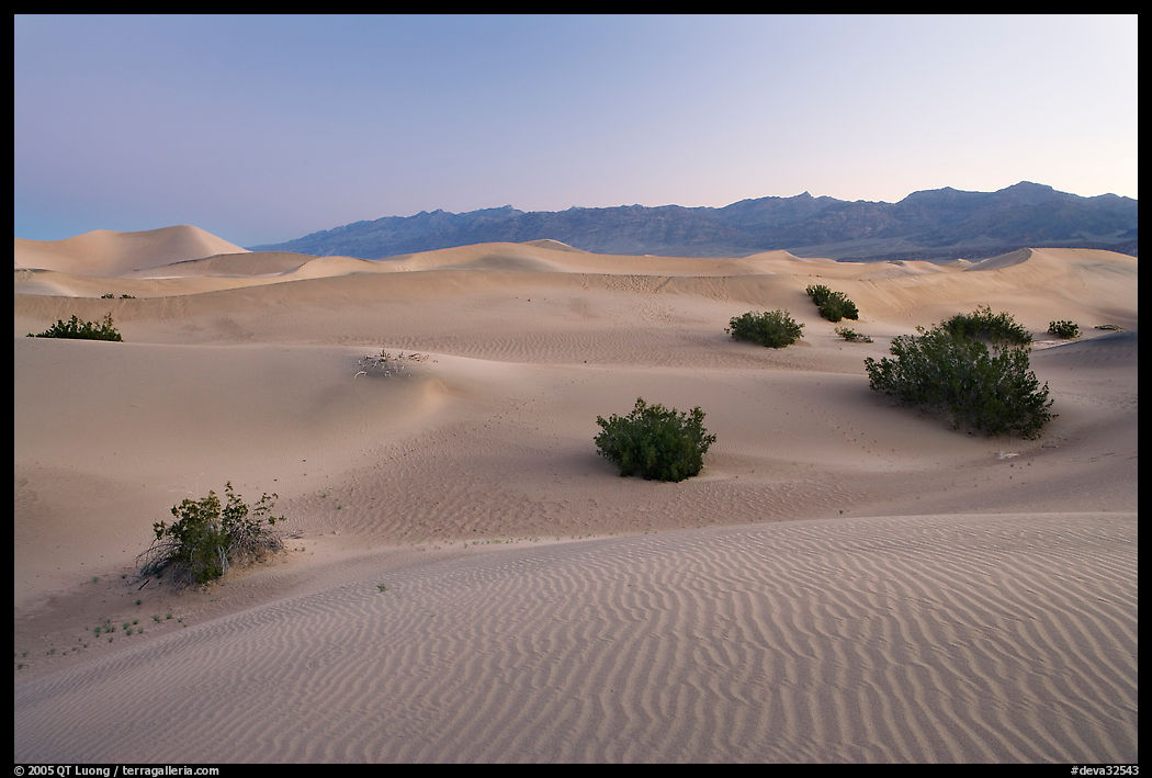 Sand dunes and mesquite bushes, dawn. Death Valley National Park, California, USA.