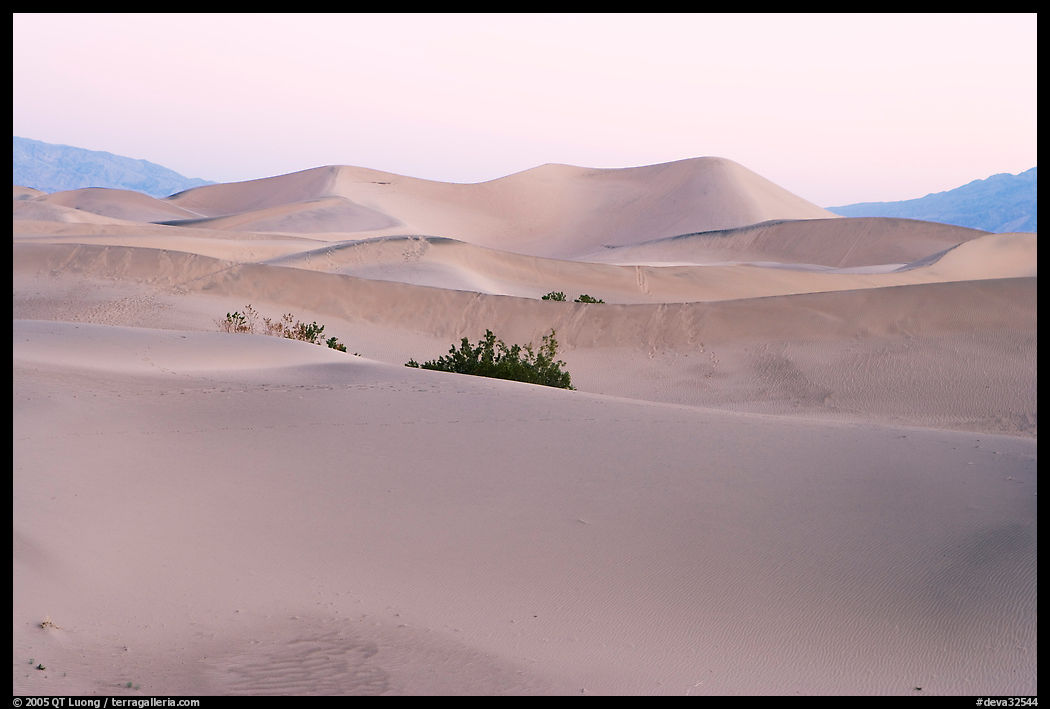 Mesquite sand dunes at dawn. Death Valley National Park, California, USA.