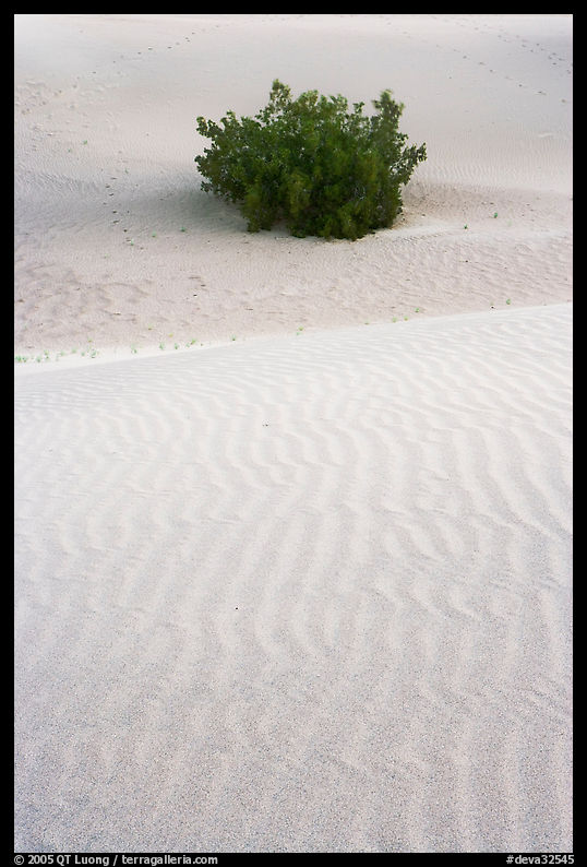 Mesquite bush and sand ripples, dawn. Death Valley National Park, California, USA.