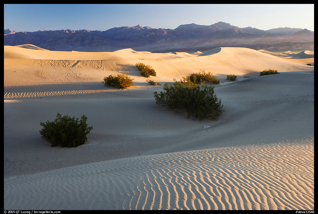 Sand dunes and mesquite bushes, sunrise. Death Valley National Park, California, USA.