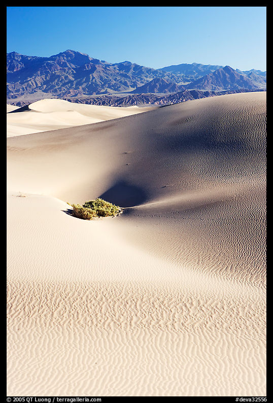 Depression in sand dunes, morning. Death Valley National Park, California, USA.
