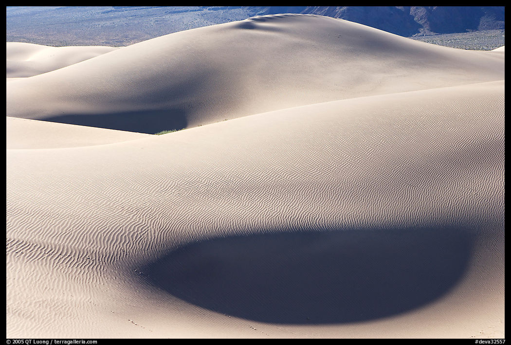 Sensuous forms, Mesquite Sand Dunes, morning. Death Valley National Park, California, USA.