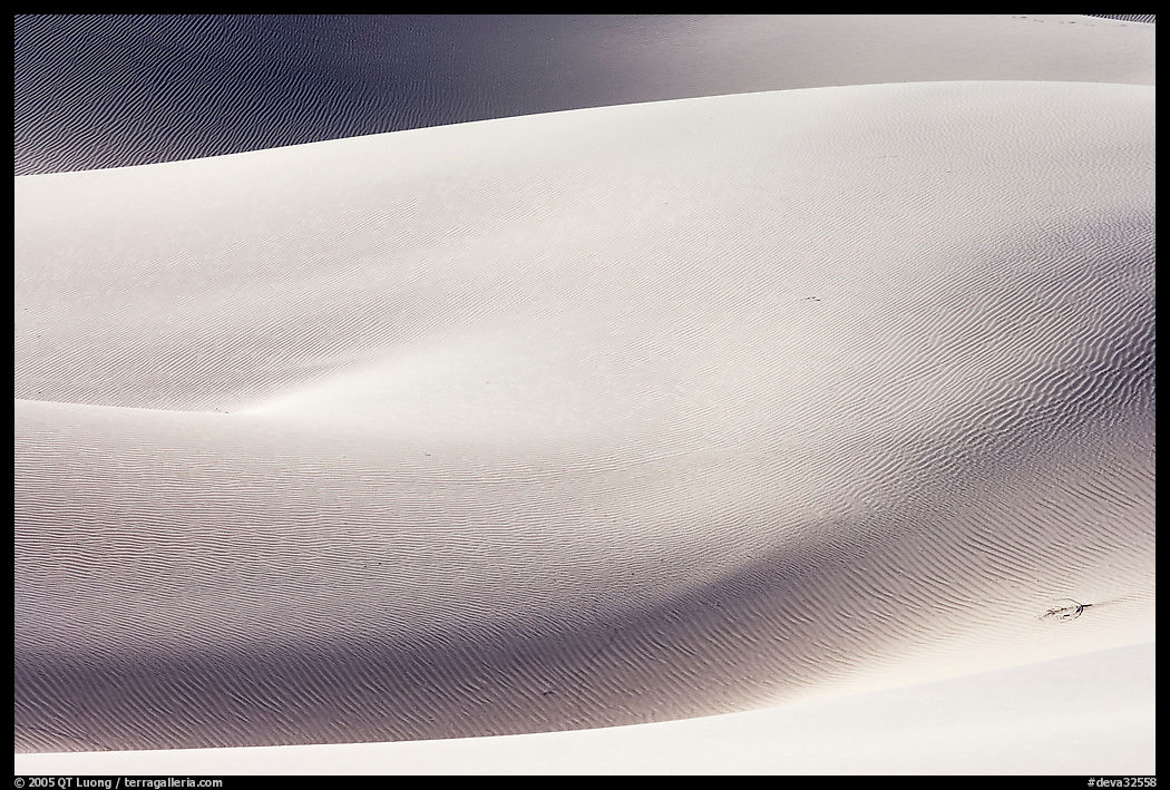 Sensuous forms, Mesquite Sand Dunes, morning. Death Valley National Park, California, USA.