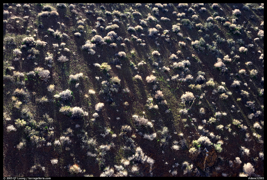 Sage bushes on steep slope. Death Valley National Park, California, USA.