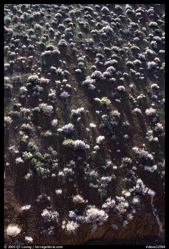 Sagebrush on hillsidee. Death Valley National Park, California, USA.