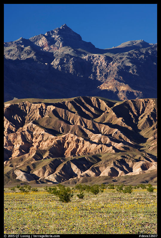 Yellow wildflowers in bloom belows the Armagosa Mountains, late afternoon. Death Valley National Park, California, USA.