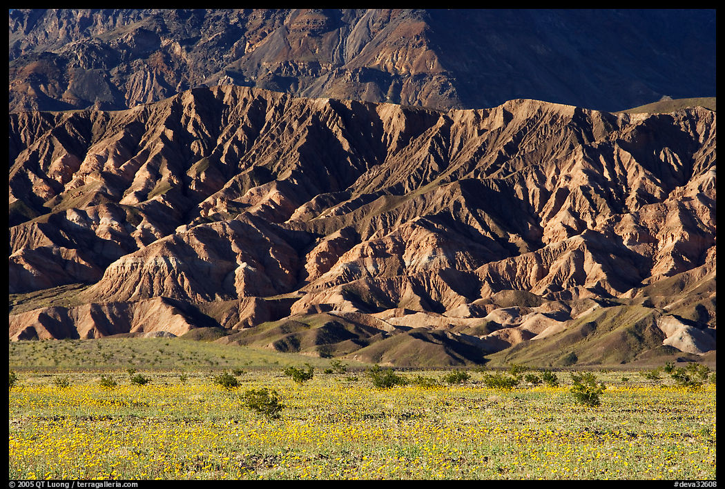 Yellow wildflowers and buttes, late afternoon. Death Valley National Park, California, USA.