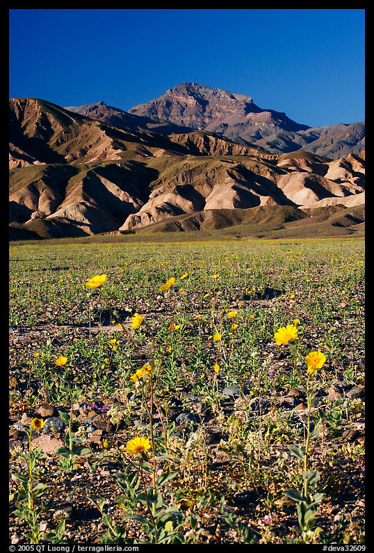 Desert Gold in bloom on flats bellow the Armagosa Mountains, late afternoon. Death Valley National Park, California, USA.