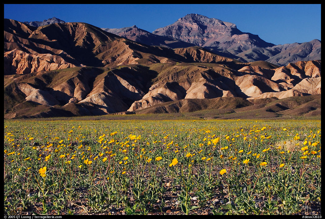 Desert Gold blooming on flats bellow the Armagosa Mountains, late afternoon. Death Valley National Park, California, USA.