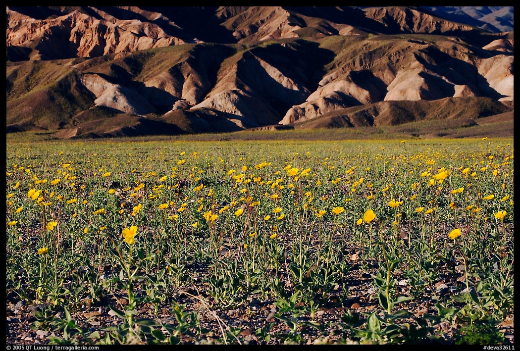 Desert Gold in bloom and badlands, late afternoon. Death Valley National Park, California, USA.