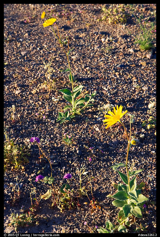 Desert Gold blooming out of desert flat. Death Valley National Park, California, USA.