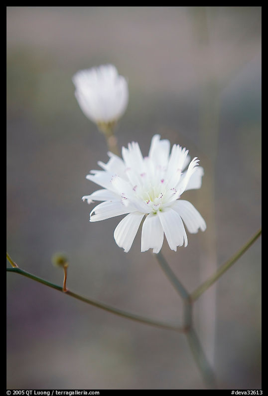 Primerose. Death Valley National Park