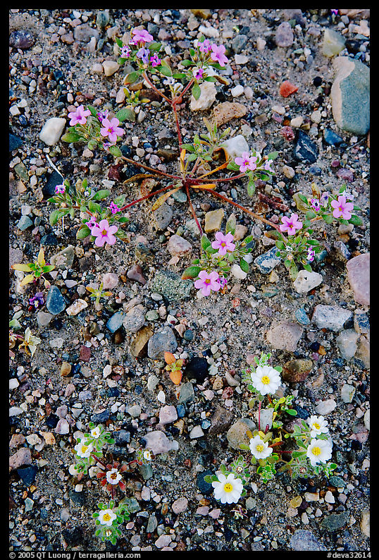 Desert wildflowers. Death Valley National Park