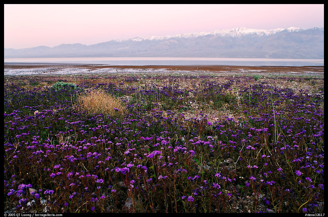 Phacelia and Panamint range at dawn. Death Valley National Park, California, USA.
