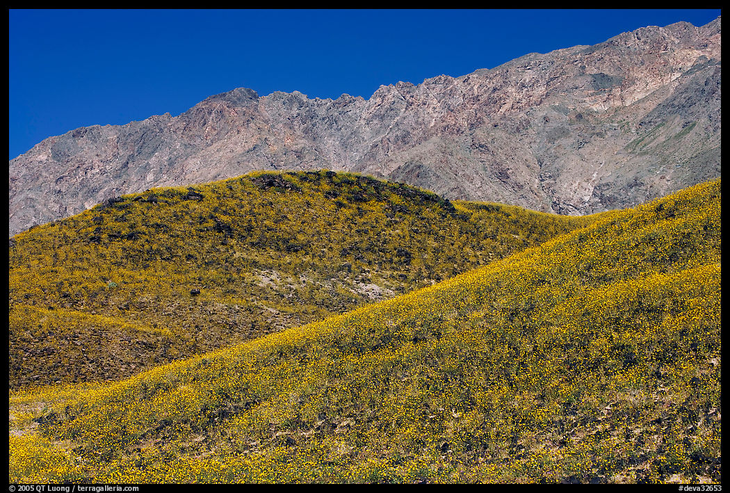 Hills covered with Desert Gold and Smith Mountains, morning. Death Valley National Park, California, USA.