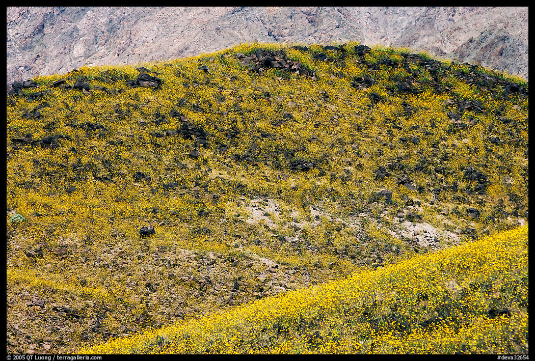 Hills covered with rare carpet of yellow wildflowers. Death Valley National Park, California, USA.