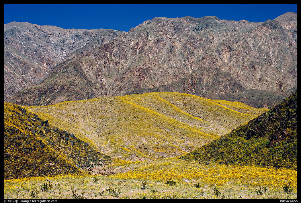Hills covered with yellow blooms and Smith Mountains, morning. Death Valley National Park, California, USA.
