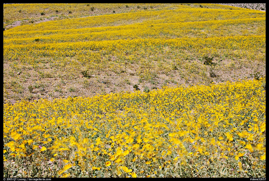 Ridges near Ashford Mill carpetted with Desert Gold. Death Valley National Park, California, USA.