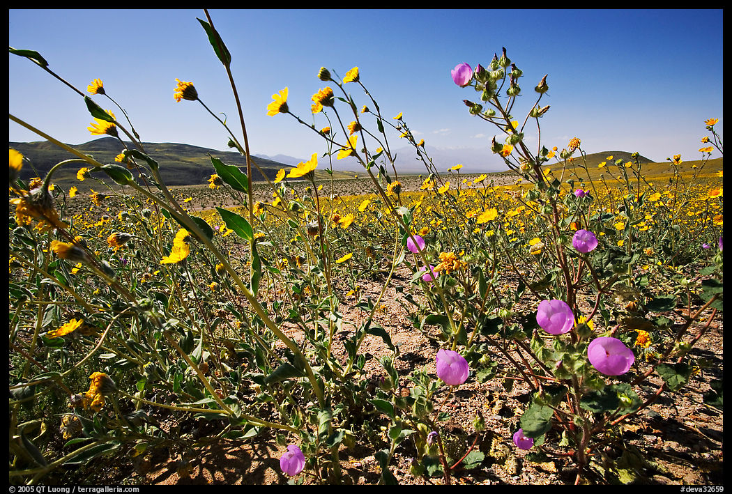 Desert Gold and Desert Five Spot, with Valley in the background near Ashford Mill. Death Valley National Park, California, USA.
