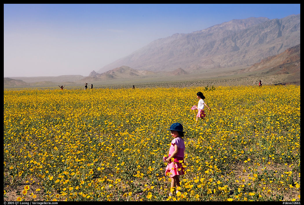 Children in a carpet of Desert Gold near Ashford Mill. Death Valley National Park, California, USA.