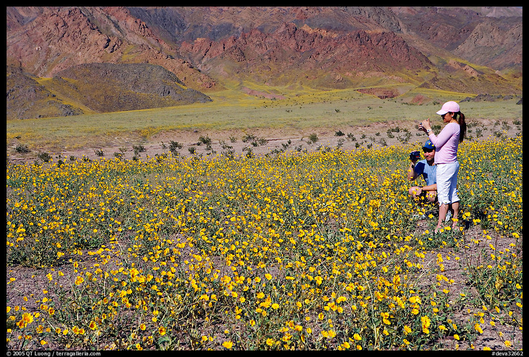 Couple videotaping and photographing in a field of Desert Gold near Ashford Mill. Death Valley National Park, California, USA.