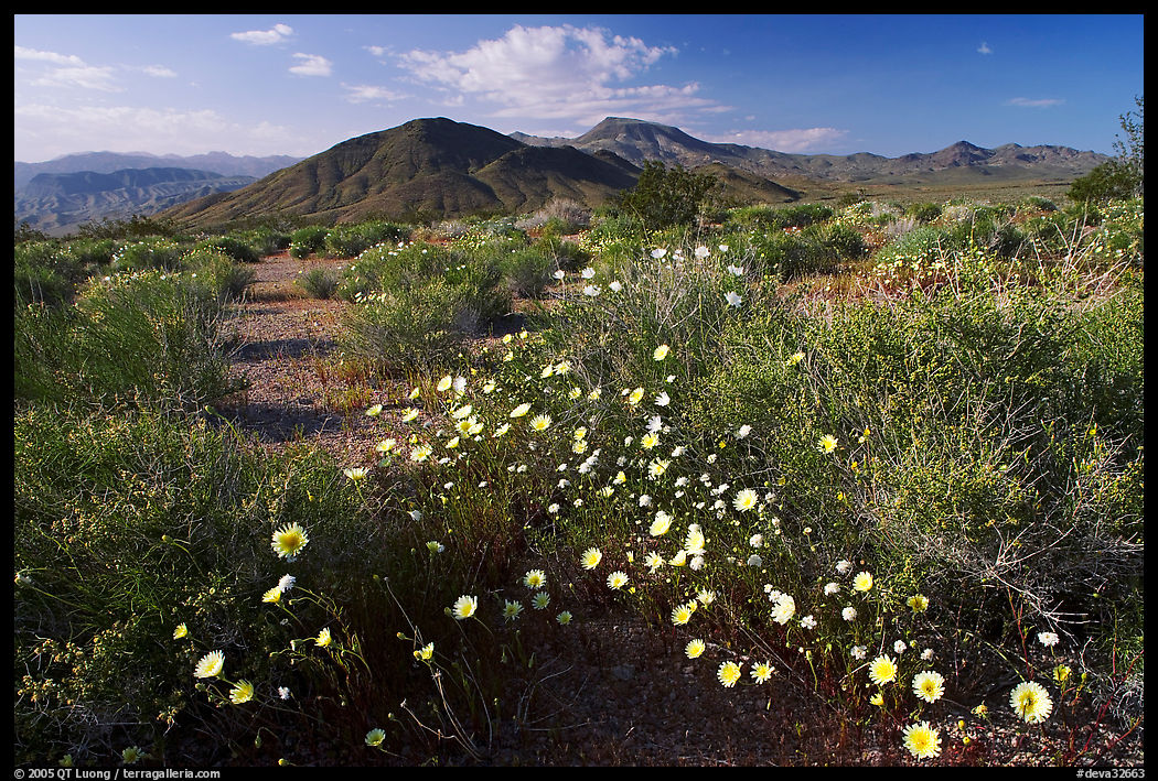 High desert with Desert Dandelion flowers n. Death Valley National Park, California, USA.