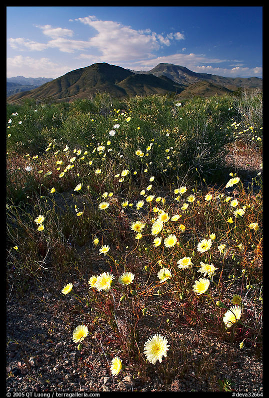 Desert Dandelion flowers above Jubilee Pass, afternoon. Death Valley National Park, California, USA.
