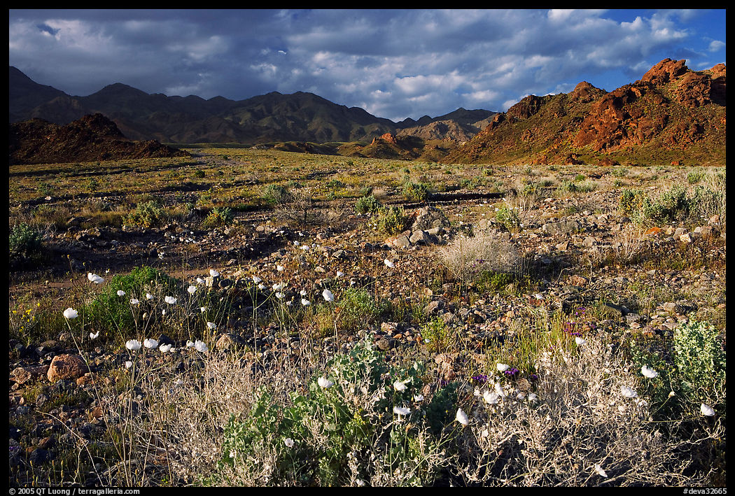 Gravel Ghost wildflowers and Black Mountains below Jubilee Pass, late afternoon. Death Valley National Park, California, USA.