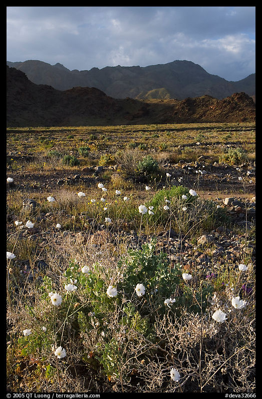 Desert with Gravel Ghost wildflowers and Black Mountains. Death Valley National Park