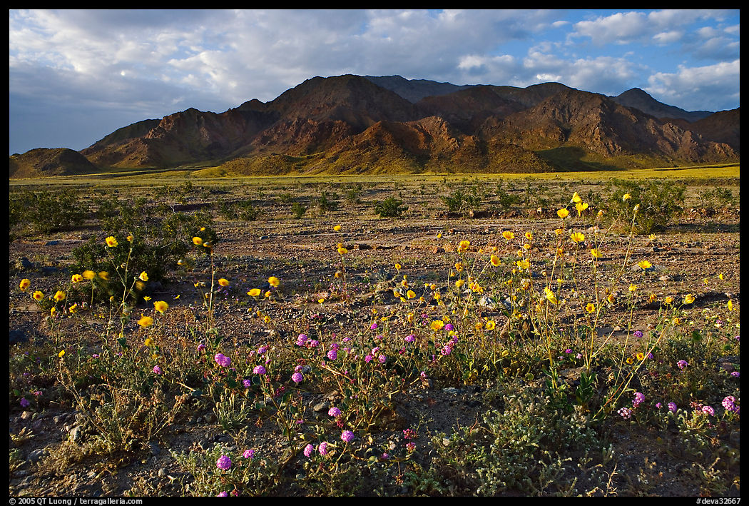 Wildflowers and Black Mountains below Jubilee Pass, late afternoon. Death Valley National Park, California, USA.