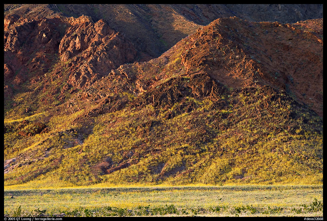 Desert Gold and mountains, late afternoon. Death Valley National Park