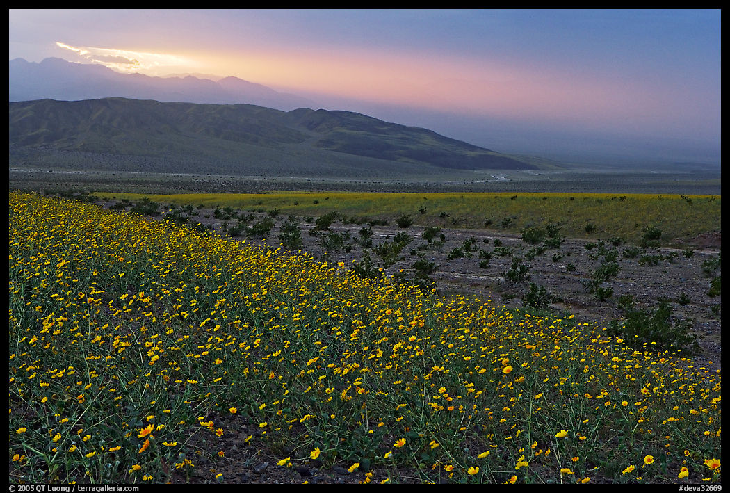 Field of Desert Gold and Owlshead Mountains near Ashford Mill, sunset. Death Valley National Park, California, USA.