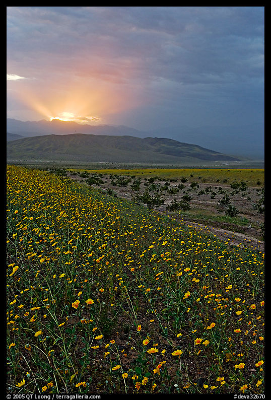 Carpet of Desert Gold and Owlshead Mountains near Ashford Mill, sunset. Death Valley National Park, California, USA.
