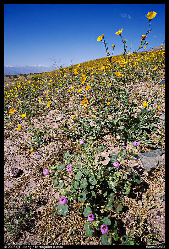 Desert Five Spot and Desert Gold near Ashford Mill. Death Valley National Park, California, USA.