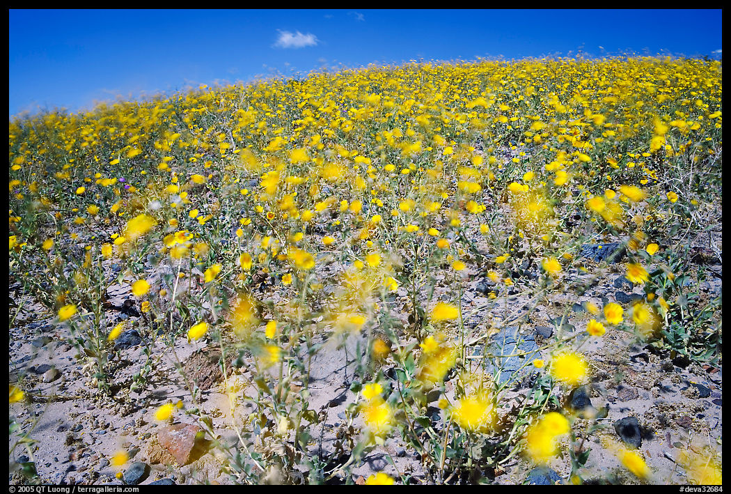 Desert Gold blured by wind gusts near Ashford Mill. Death Valley National Park, California, USA.