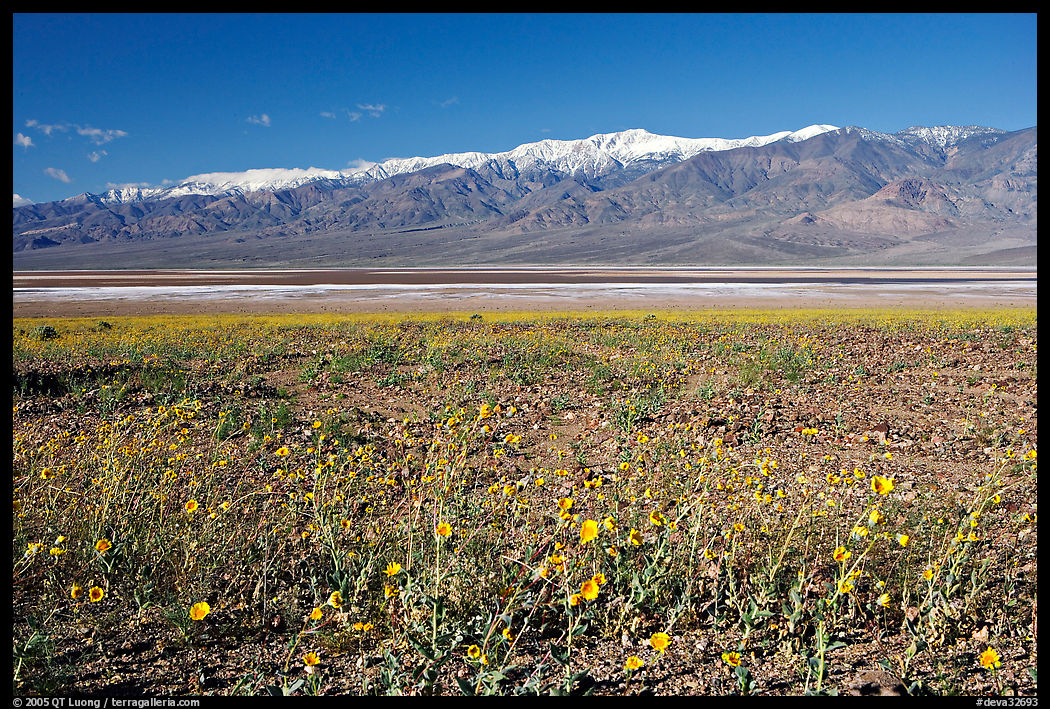 Desert Gold and snowy Panamint Range, morning. Death Valley National Park, California, USA.