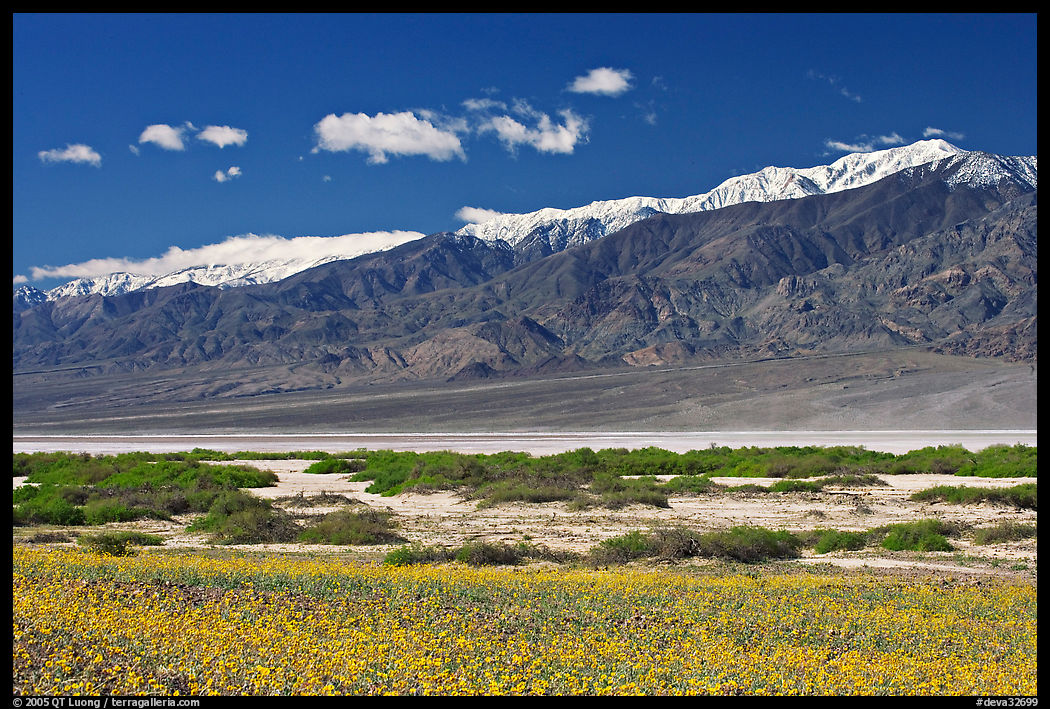 Yellow blooms, creek, and Panamint Range, morning. Death Valley National Park, California, USA.